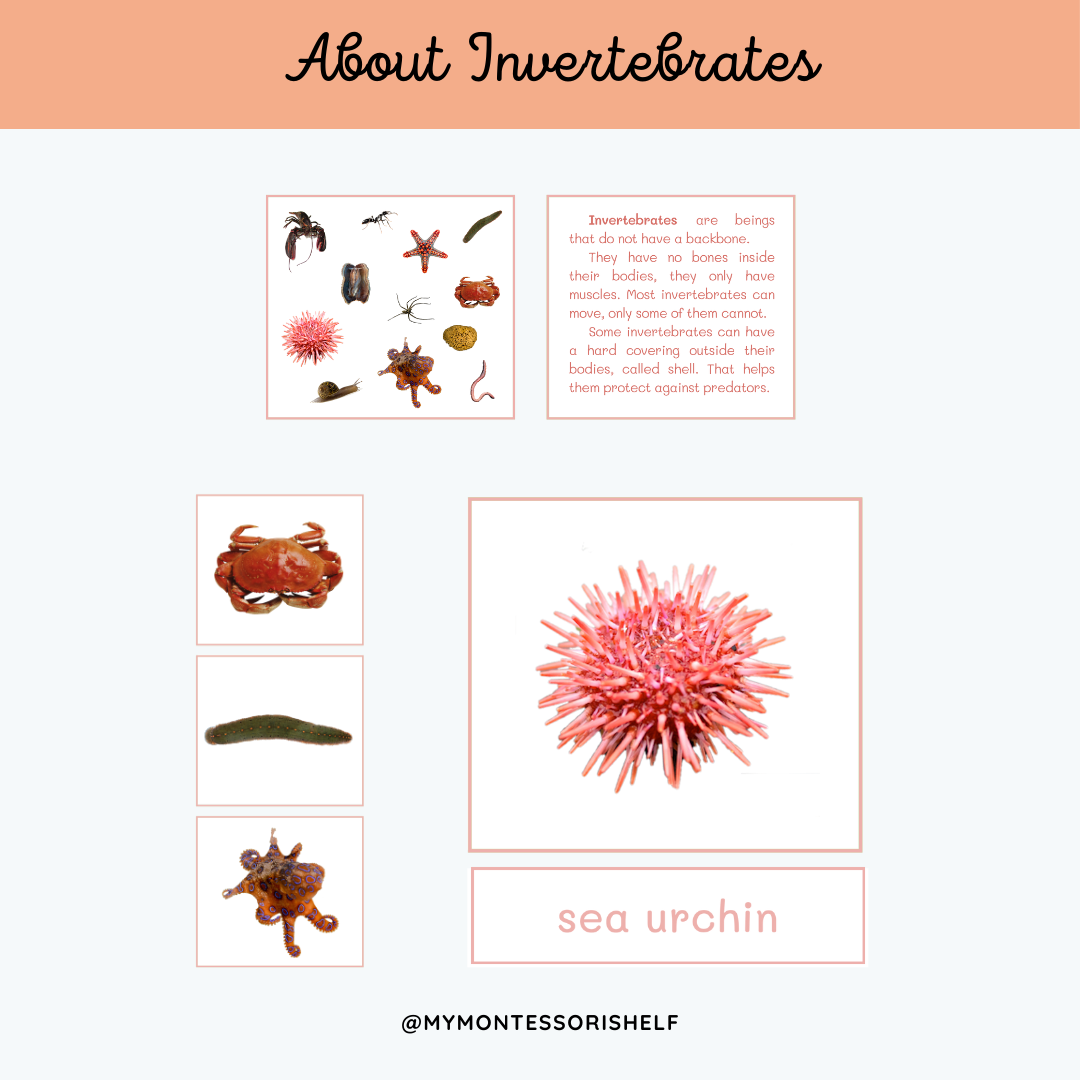 About Invertebrates