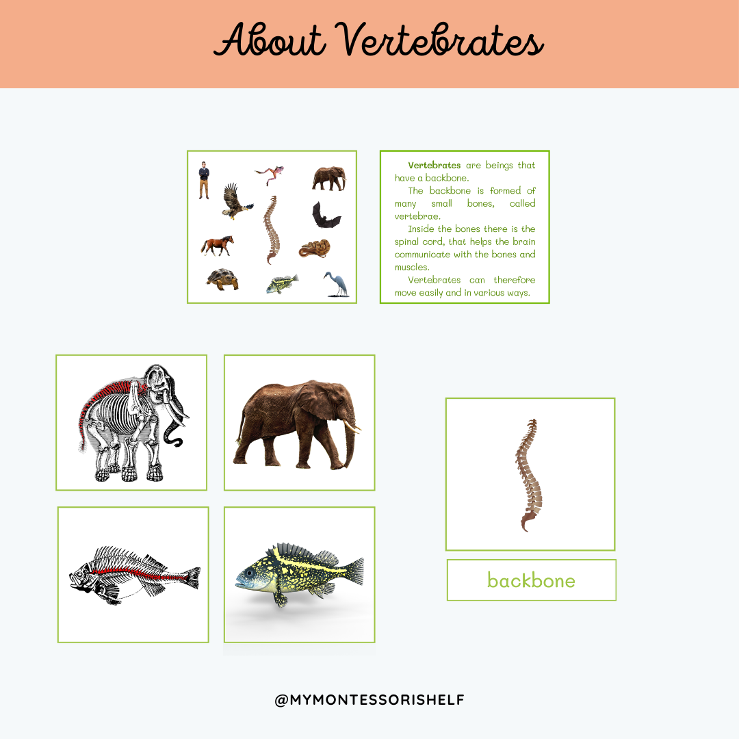 About Vertebrates