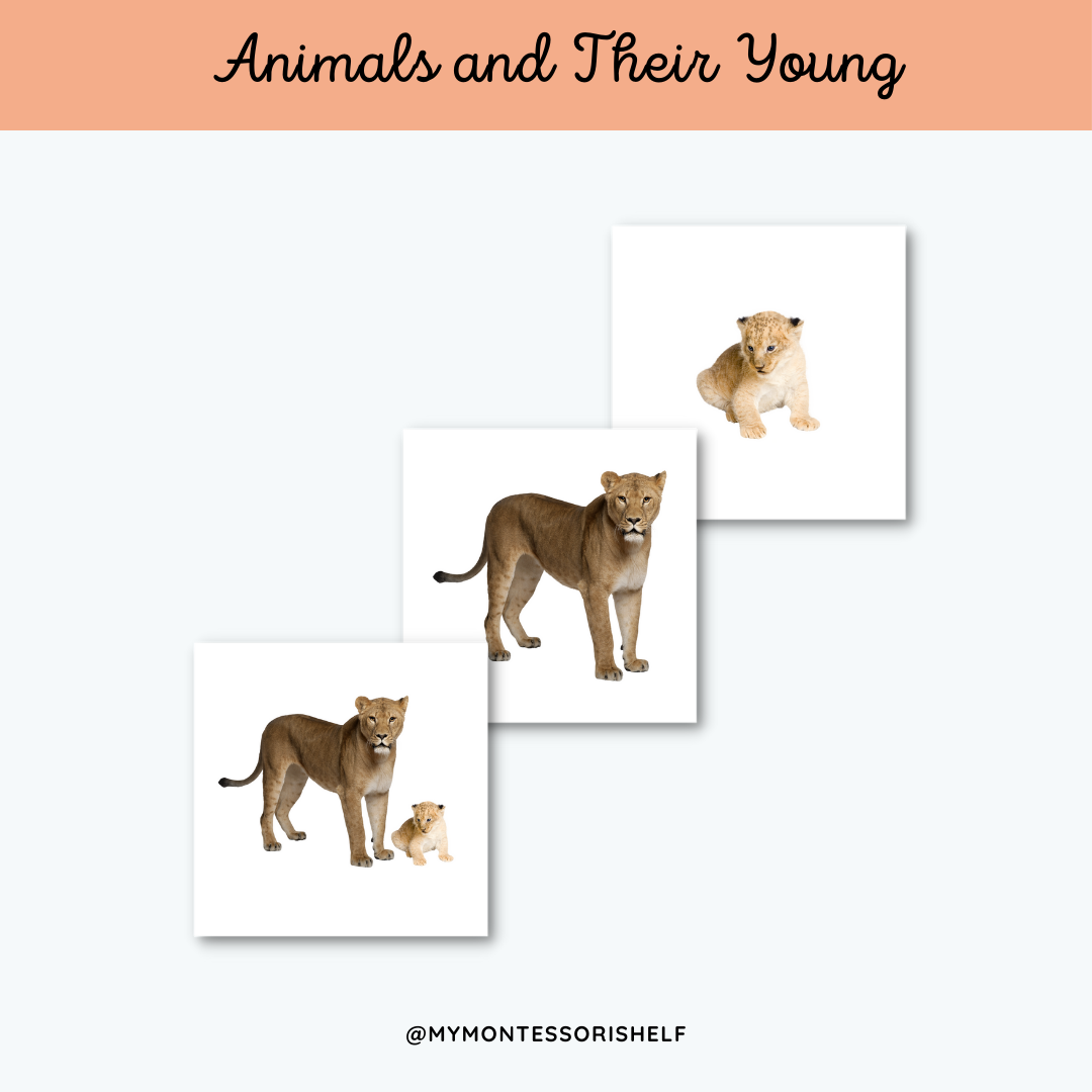 Animals and Their Young | My Montessori Shelf