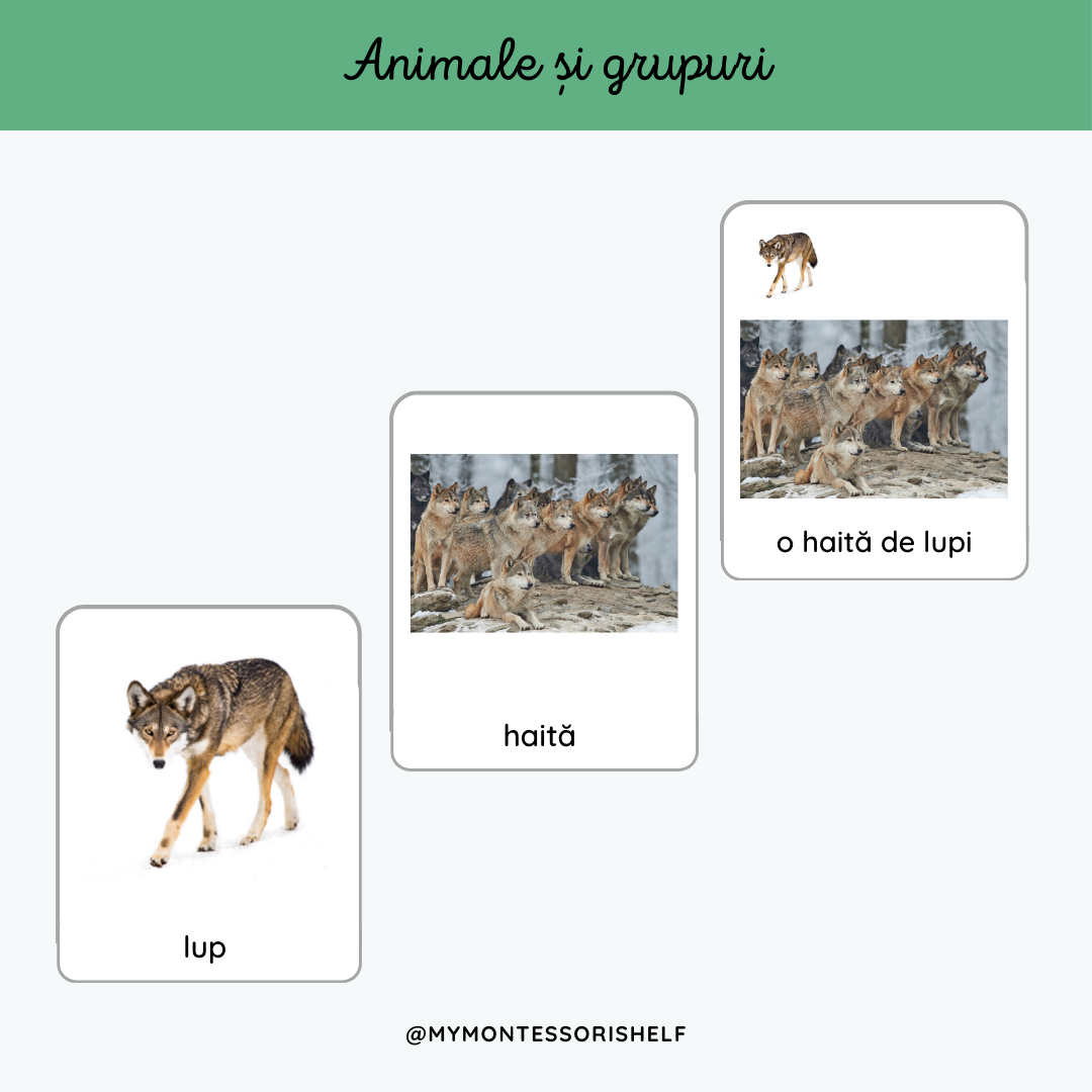 Animale și grupuri