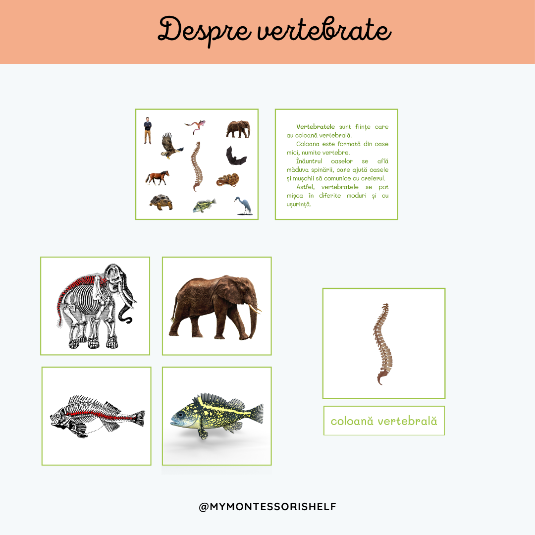 Despre vertebrate