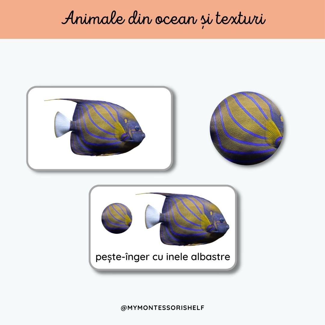 Animale din ocean și texturi