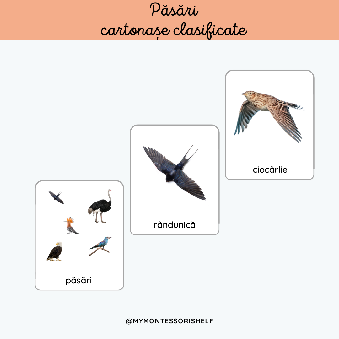 Păsări - cartonașe clasificate