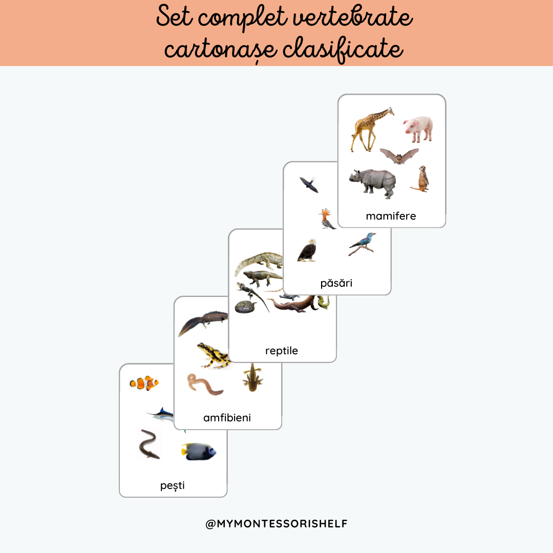Set complet vertebrate