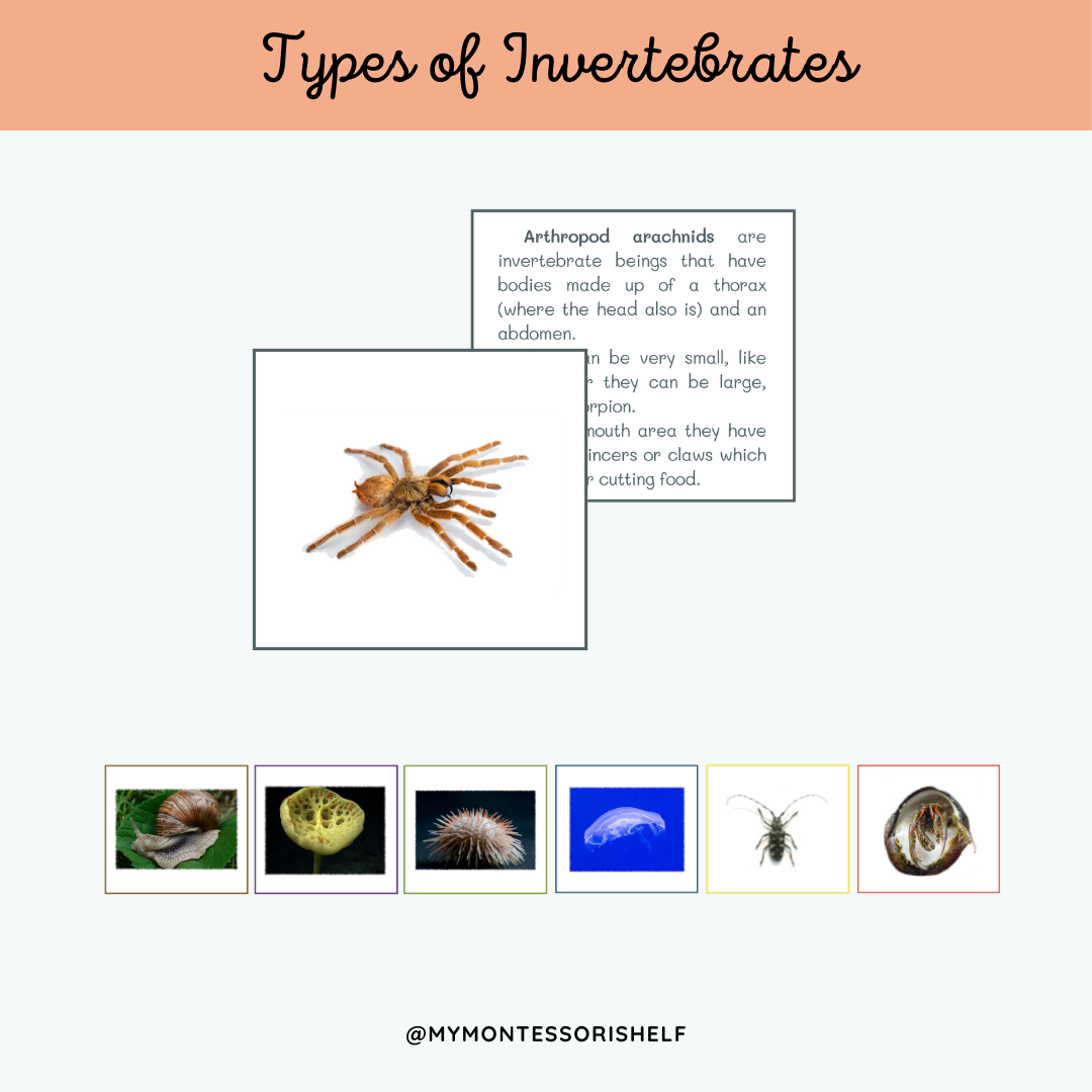 Types of Invertebrates. Introductive Set