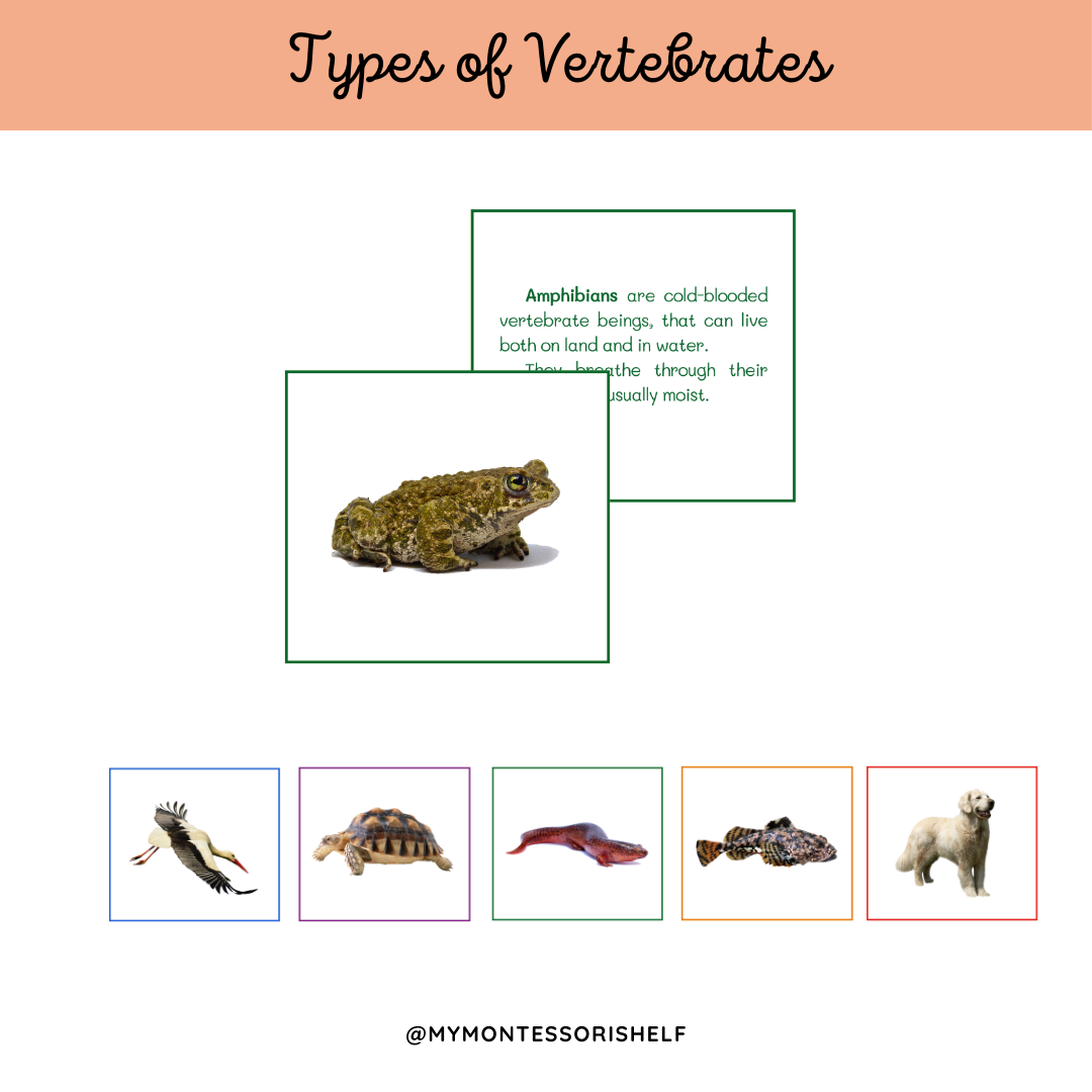 Types of Vertebrates. Introductive Set